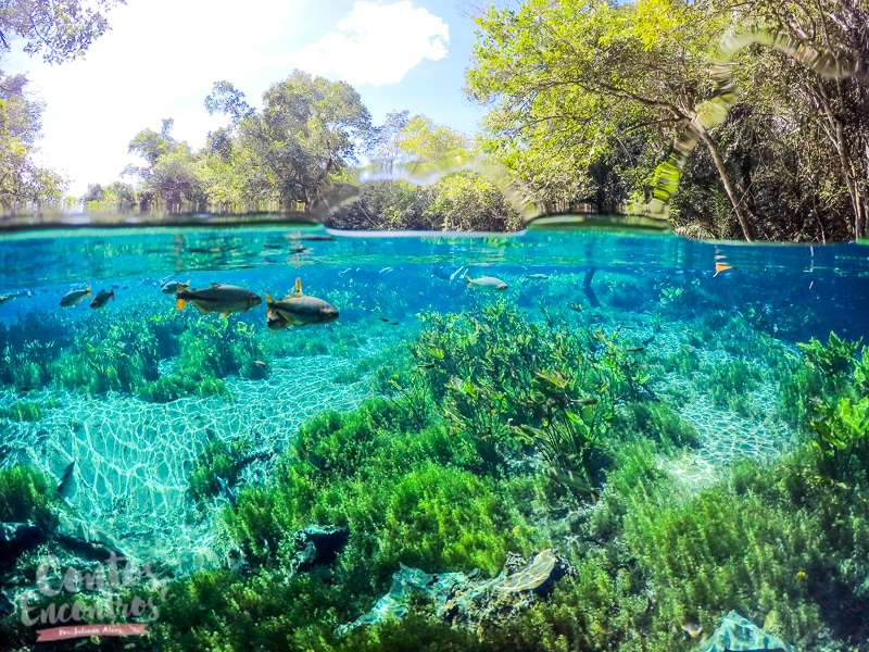 Roteiro de Bonito MS - flutuação no aquário natural